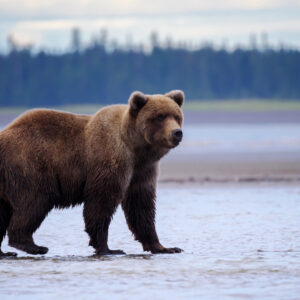Coastal brown bear, also known as Grizzly Bear (Ursus Arctos). S