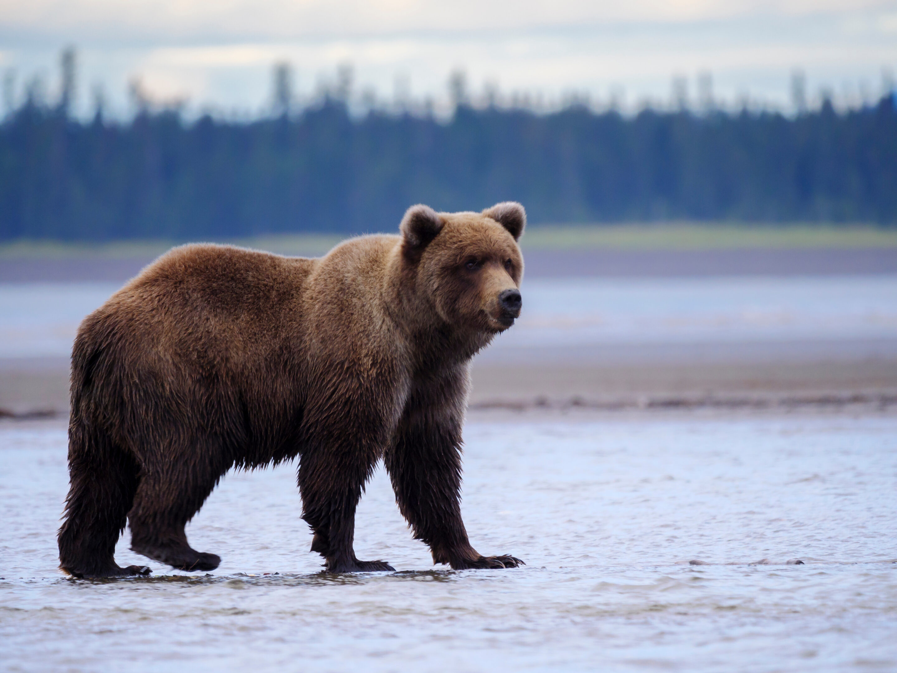 Coastal brown bear, also known as Grizzly Bear (Ursus Arctos). S