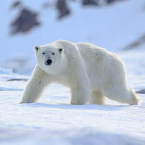 Polar Bear (Ursus maritimus) Spitsbergen North Ocean