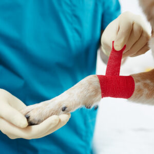 Paw in hand
