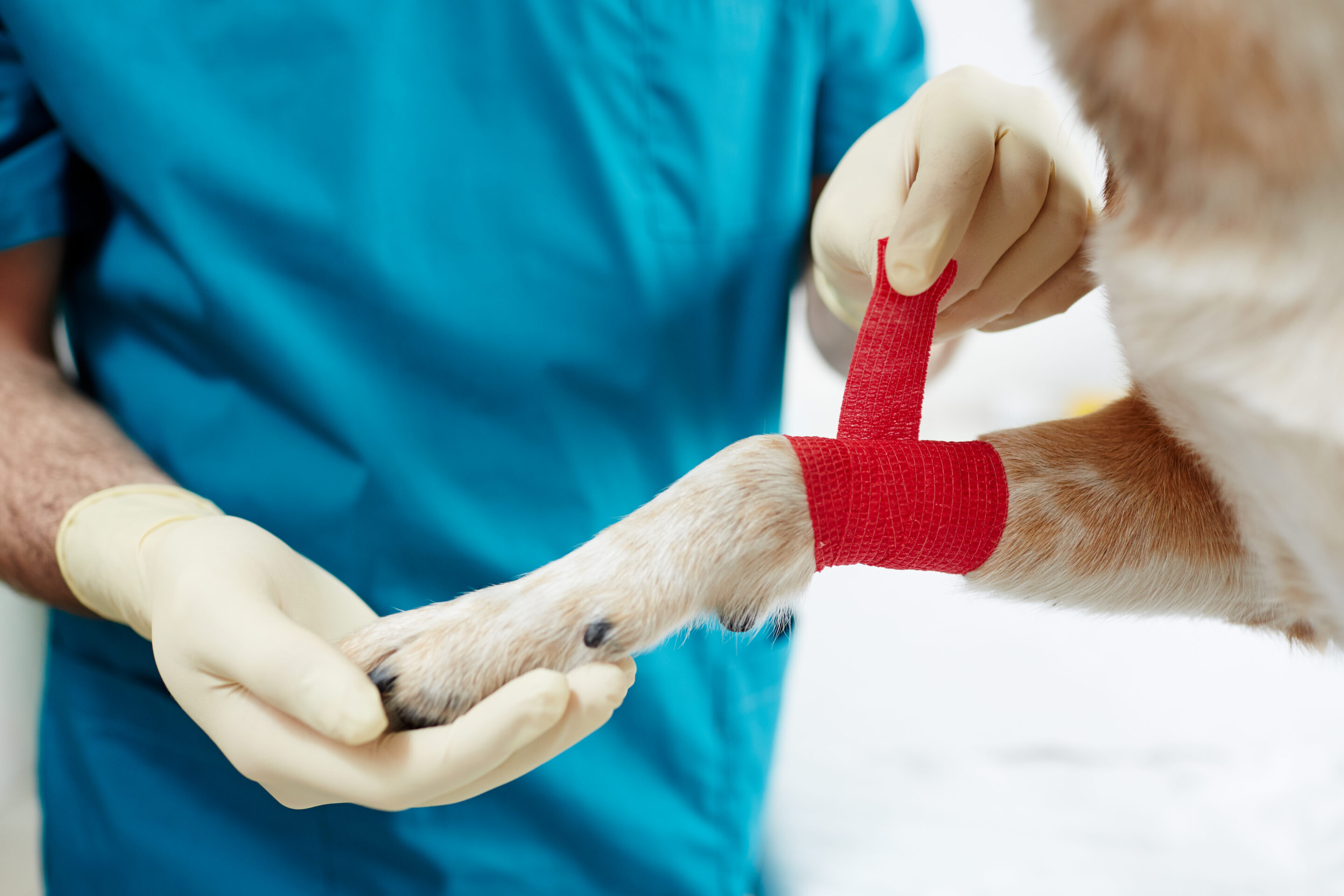 Paw in hand